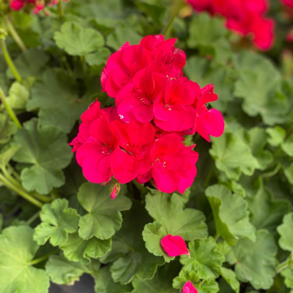 Meet your Posher, Chloe